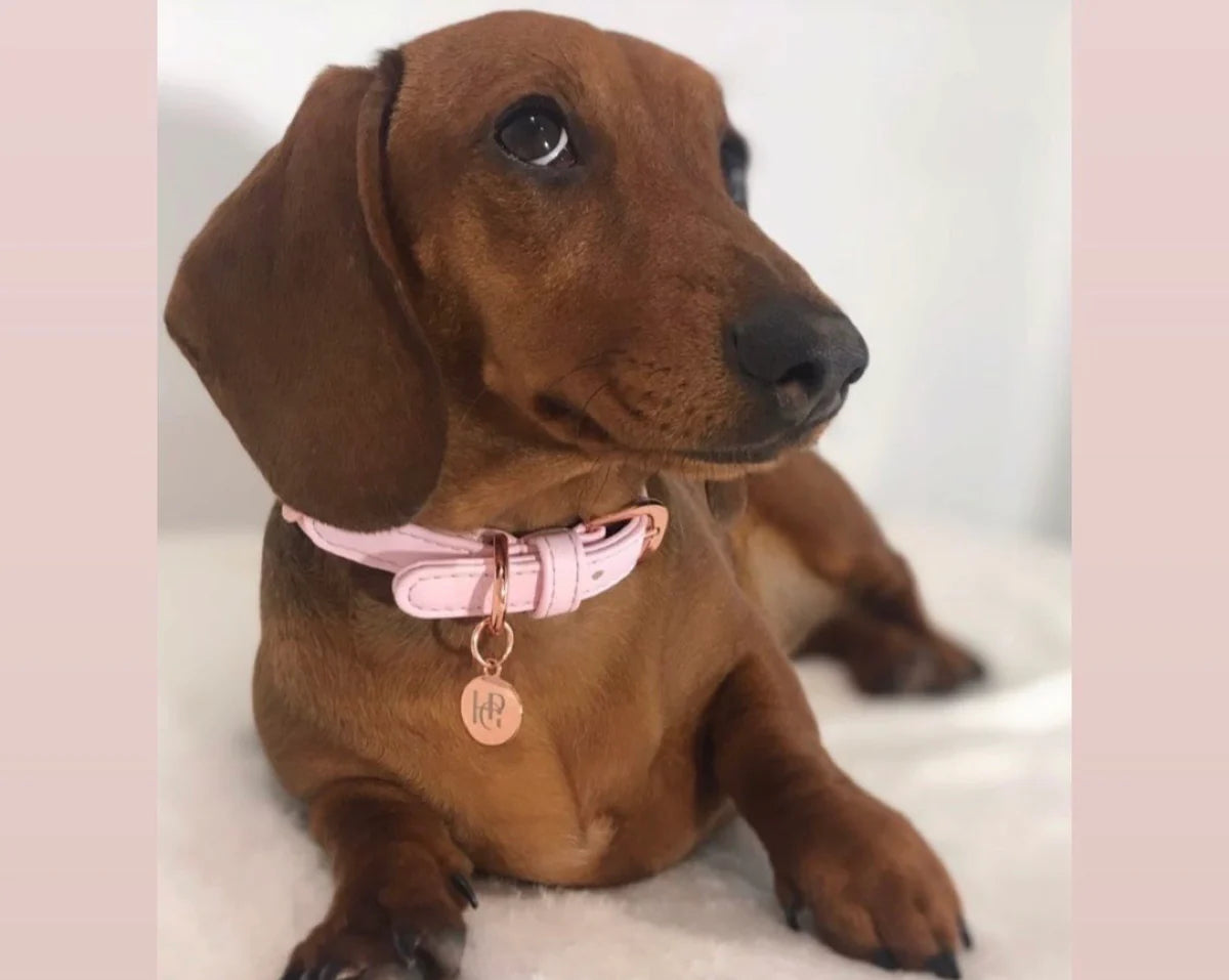 Dog Collar Baby Pink Plaited