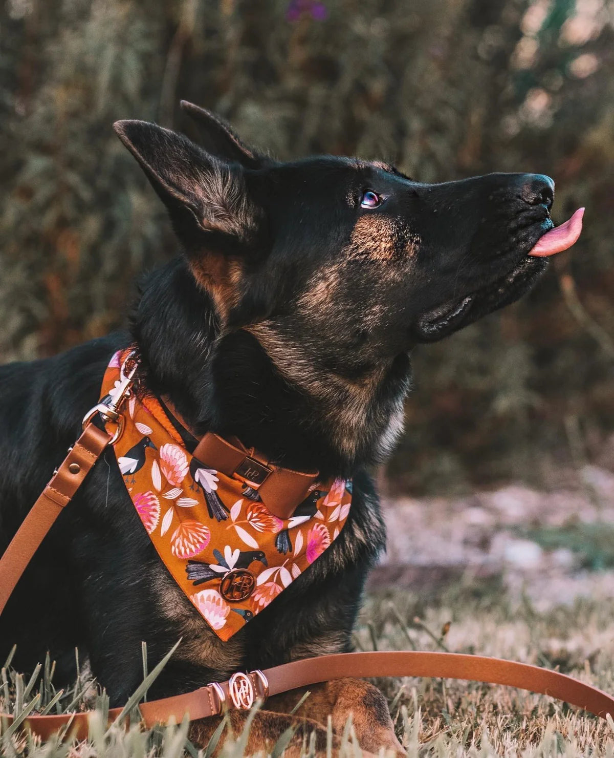 Leather Bow Collar ‘Sunset’