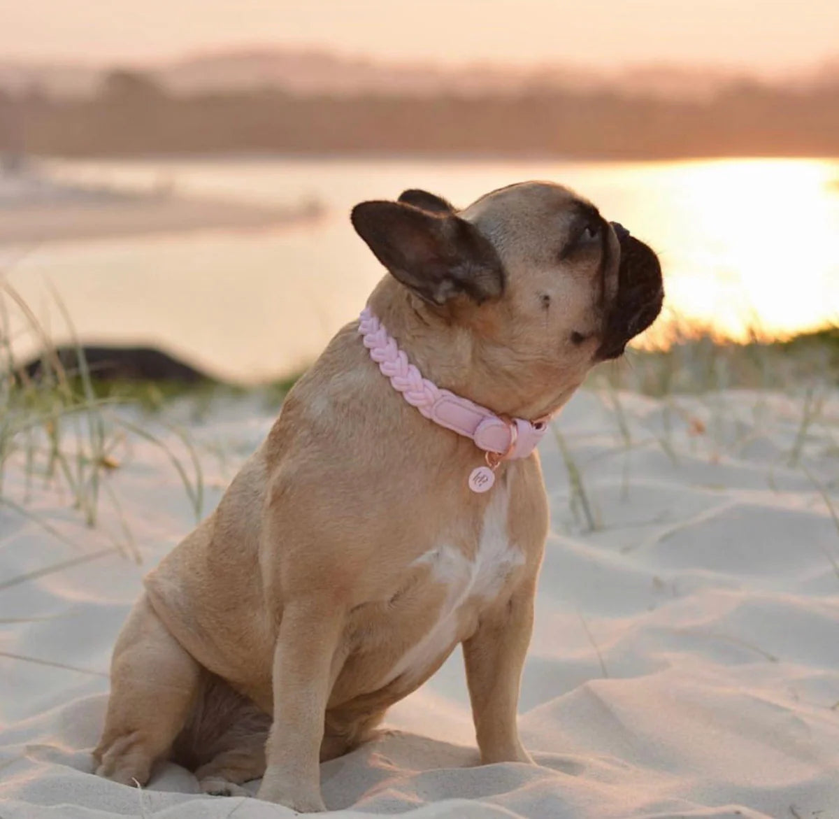 Dog Collar Baby Pink Plaited