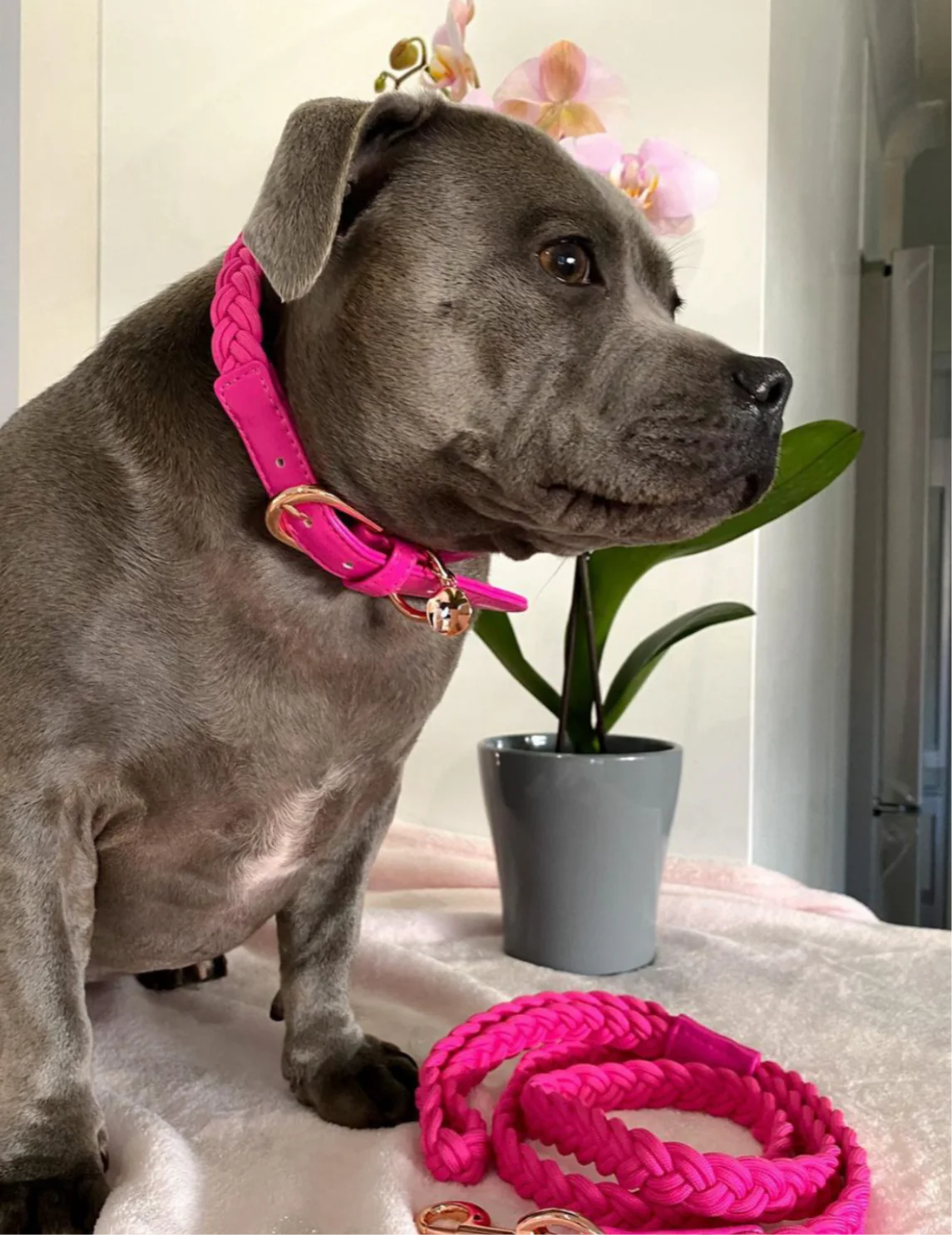 Dog Collar ‘Lipstick’ Plaited