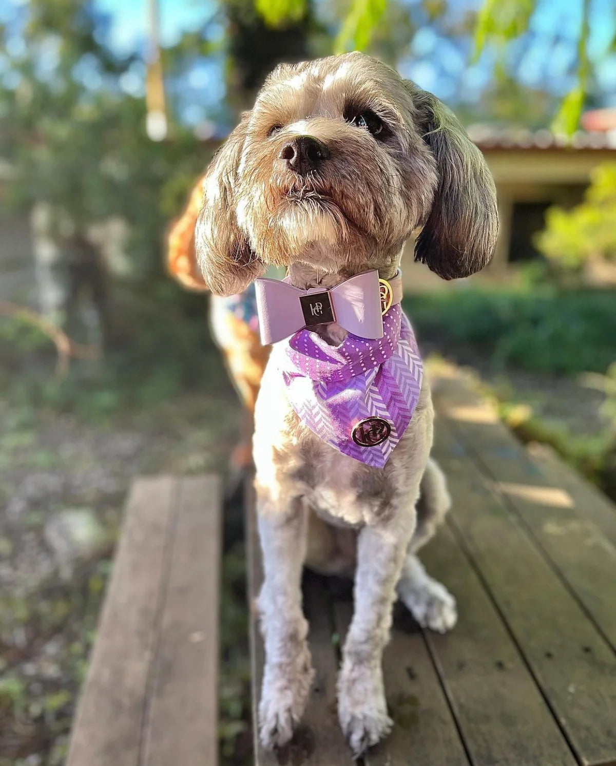 Leather Bow Collar (Only) ‘Lilac’