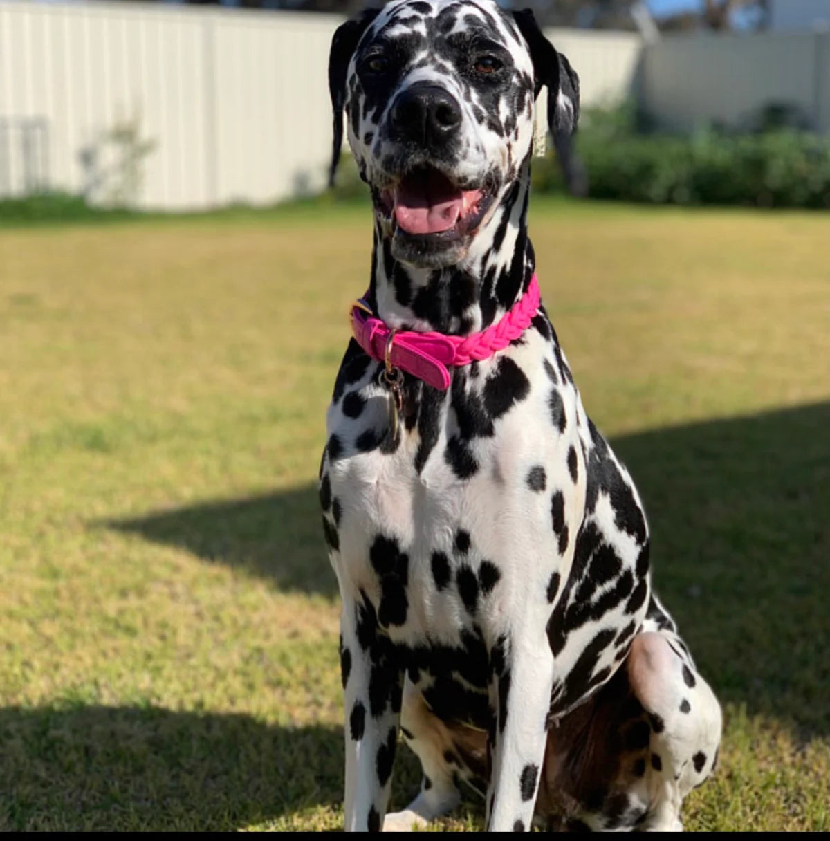 Dog Collar ‘Lipstick’ Plaited