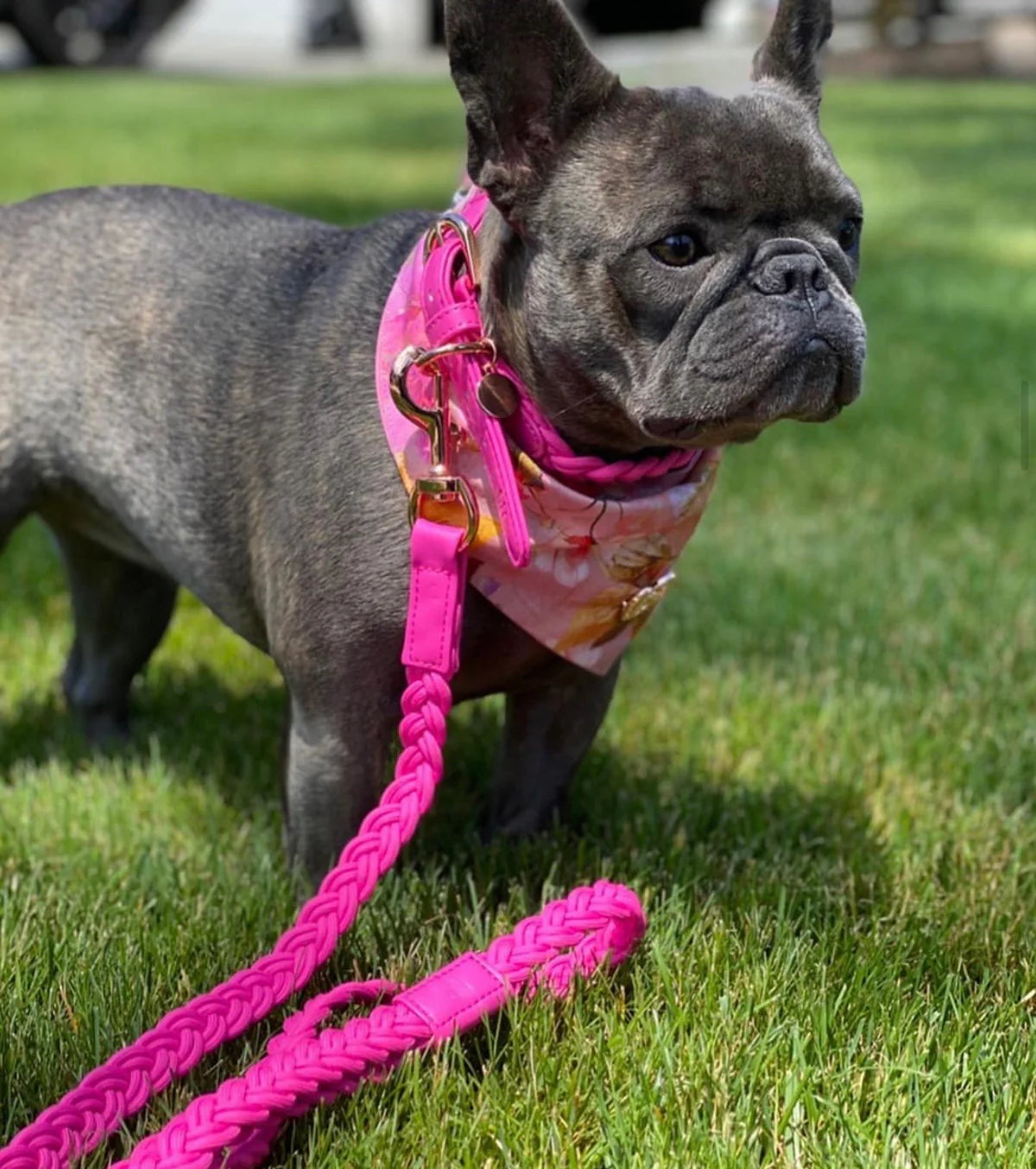 Dog Collar ‘Lipstick’ Plaited