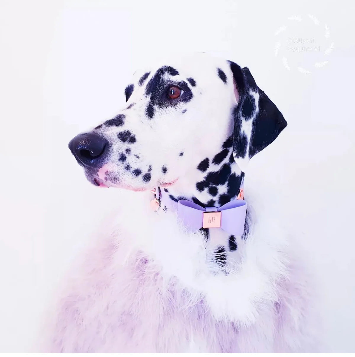 Leather Bow Collar (Only) ‘Lilac’