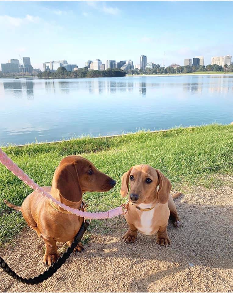 Dog Collar Baby Pink Plaited