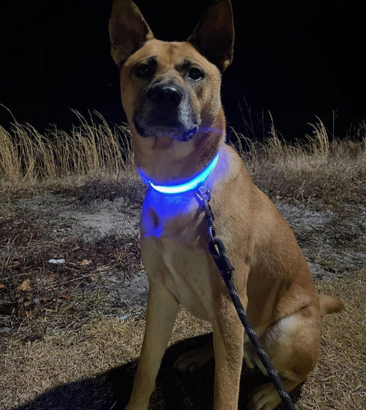 LED Rechargeable Dog Collar