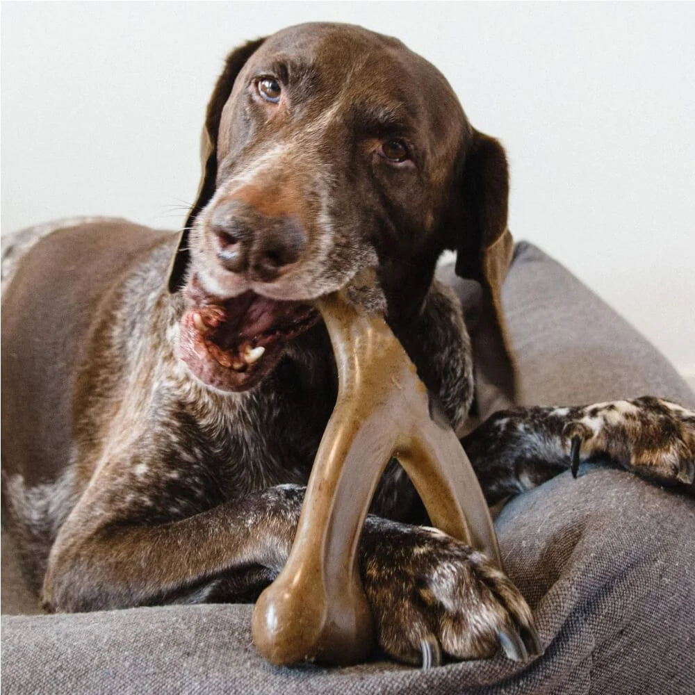 Elite Teething Bones Dog Chew Toy - Bacon Flavoured