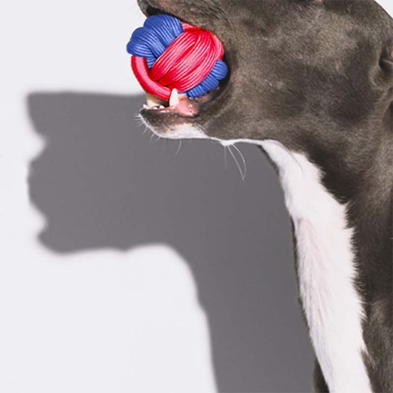 Elite Knots Ball Throwing Dog Toy